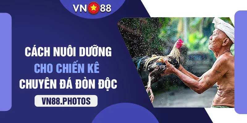 Cách nuôi dưỡng cho chiến kê chuyên đá đòn độc