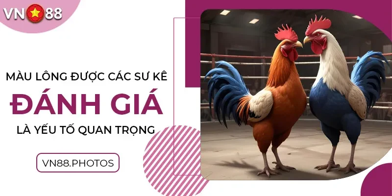 Màu lông được các sư kê đánh giá là yếu tố quan trọng