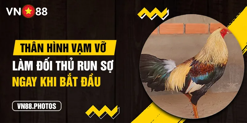 Thân hình vạm vỡ làm đối thủ run sợ ngay khi bắt đầu